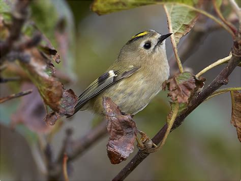 Sveriges minsta fåglar lista